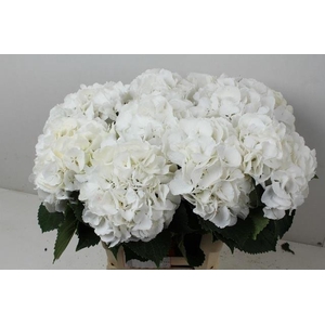 PP Flowers Webshop