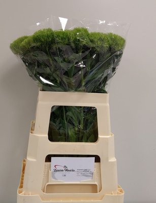 <h4>Dianthus br green wicky</h4>
