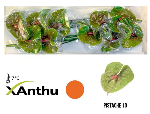 <h4>Anthurium pistache</h4>