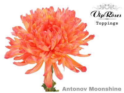 <h4>Chrys bl paint antonov moonshine</h4>