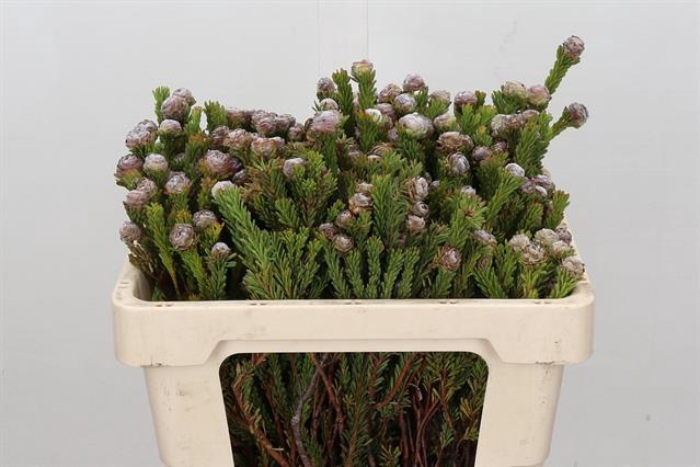 <h4>Cape green tortum female</h4>