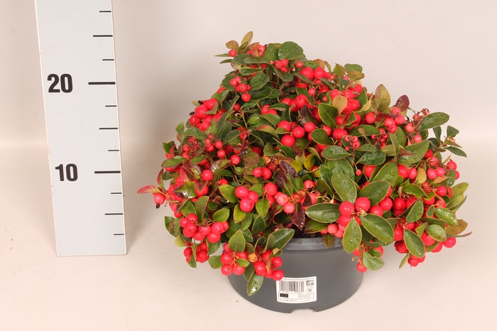 <h4>Gaultheria procumbens 'Winterpearls Red Baron' Schaal</h4>