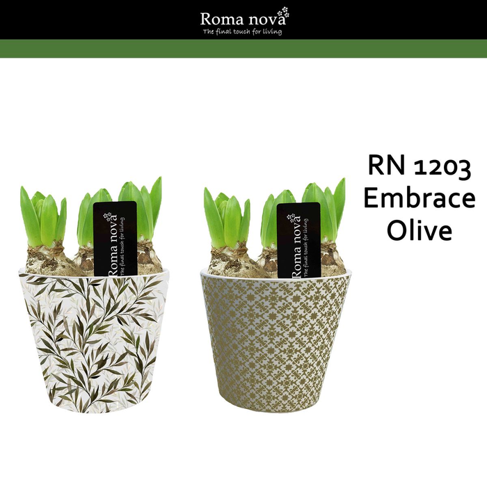 <h4>arr4 Hyacint RN1203 - Ker. Embrace Olive</h4>