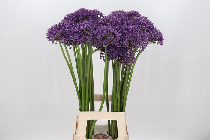 <h4>Allium Jackpot</h4>
