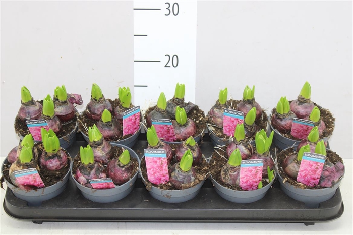 <h4>Hyacinthus Pink Pearl 3pp</h4>