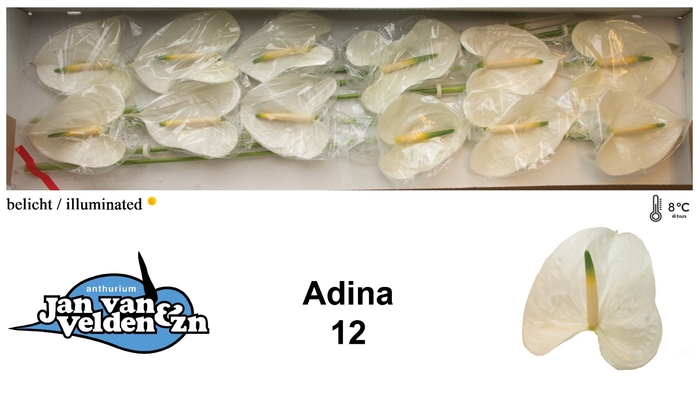 <h4>Adina 12</h4>