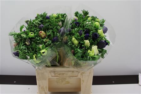 <h4>Anem Zwaar Licht Blauw</h4>