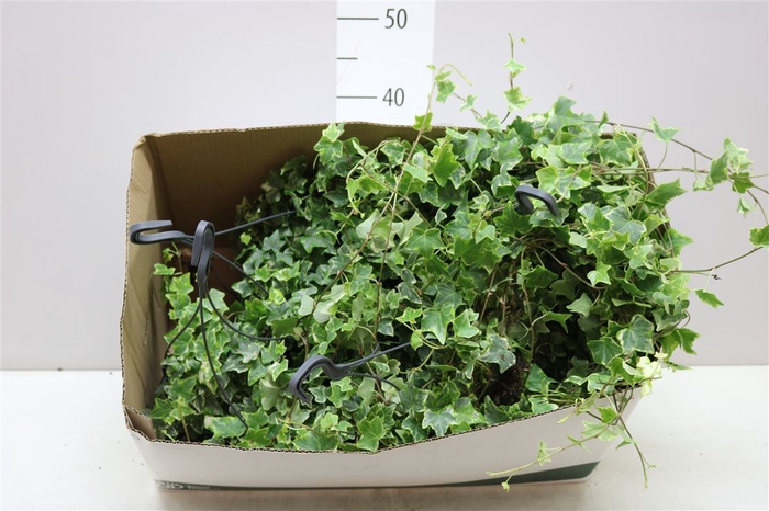 <h4>Hedera He Bont Hang</h4>
