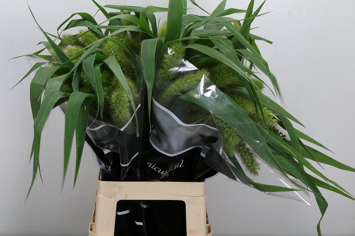 <h4>Setaria Italica Volle Melk</h4>