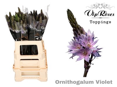 <h4>Ornithogalum paint violet pink</h4>