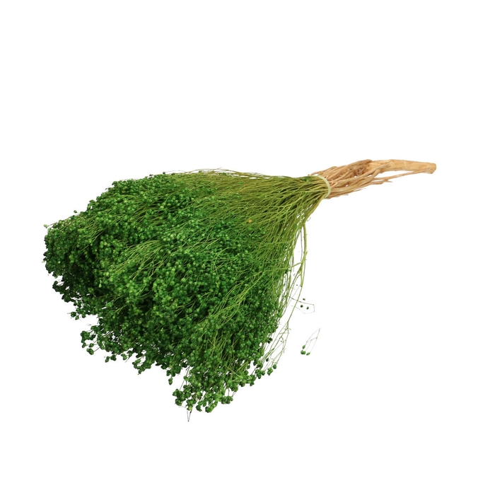 <h4>Droogbloem Dried brooms 50cm</h4>