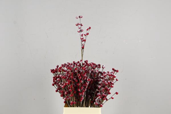 <h4>Stick Berries-twigs Red+snow</h4>
