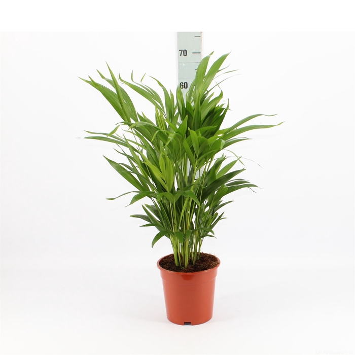 <h4>Dypsis Lutescens ...chrysalidoca</h4>