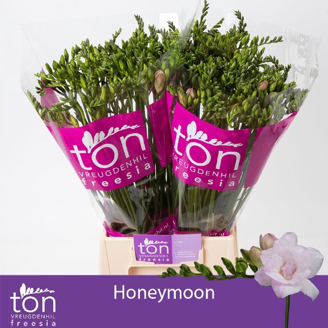 <h4>Freesia do honeymoon</h4>