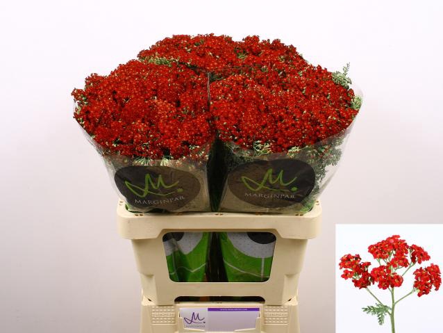<h4>Achillea discodip red</h4>