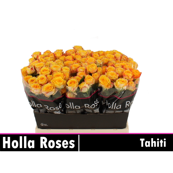 <h4>R TR TAHITI</h4>