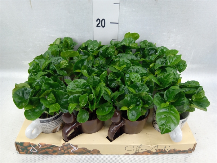 <h4>Coffea Arabica</h4>