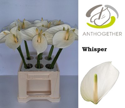 <h4>Anthurium whisper</h4>