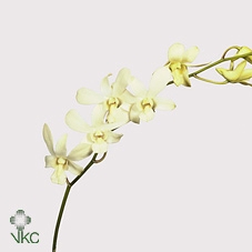 <h4>DENDRO BIG WHITE S</h4>