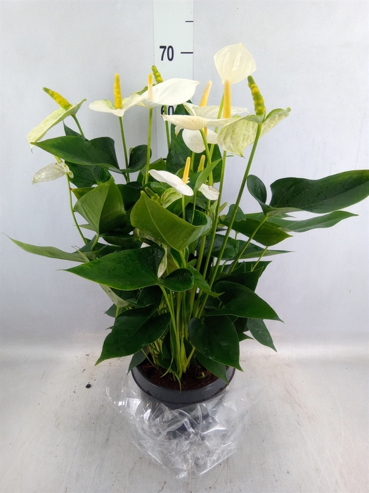 <h4>Anthurium  'Karma White'</h4>