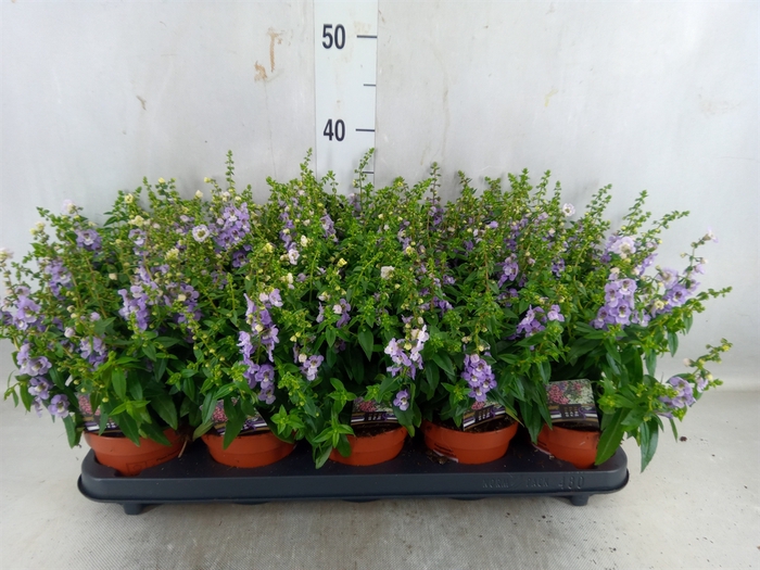 <h4>Angelonia 'serena Purple'</h4>