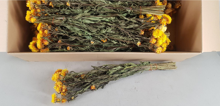 <h4>Df Helichrysum Bs Yellow</h4>