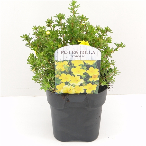 <h4>Potentilla frut. Kobold</h4>
