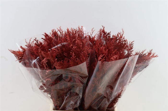 <h4>Leaf conifer paint red</h4>
