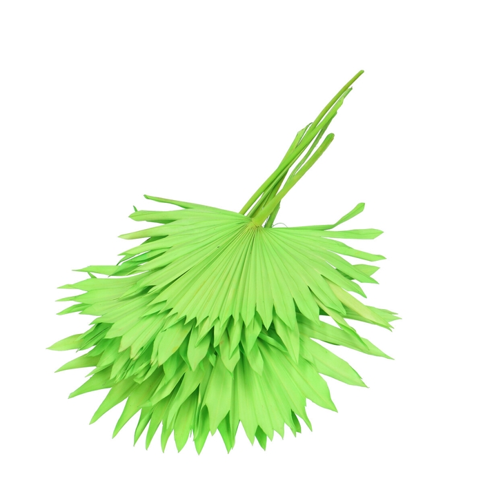 <h4>Droogbloem Palm Sun 55cm x6</h4>