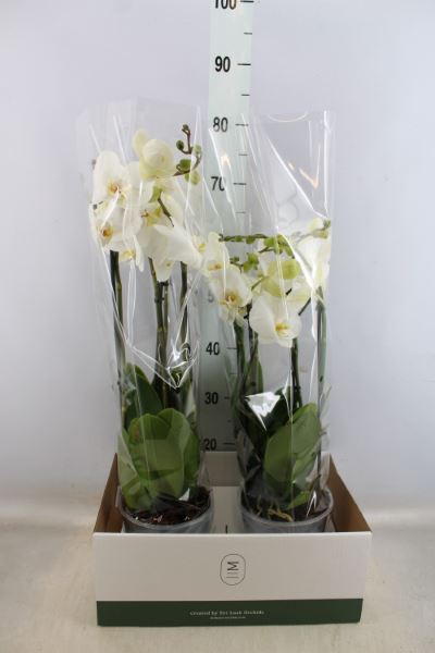 <h4>Phalaenopsis 'marvellous White'</h4>