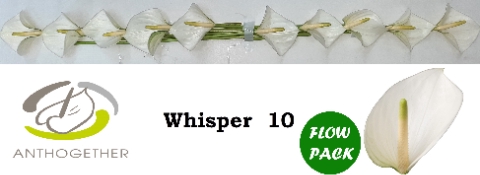 <h4>Anthurium whisper</h4>