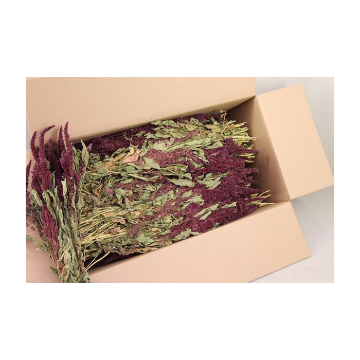 <h4>Df Amaranthus Red Bs</h4>
