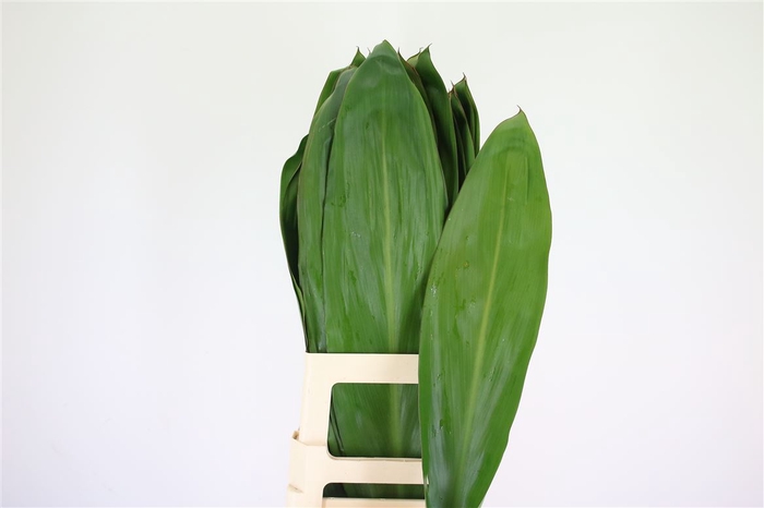 <h4>Cordyline Green Tie ( By Air)</h4>
