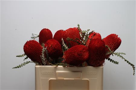 <h4>Banksia Speciosa Red</h4>