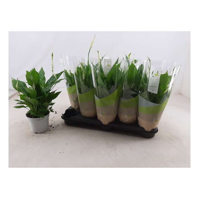 <h4>Spathiphyllum Bellini 13Ø 40cm 8fl</h4>