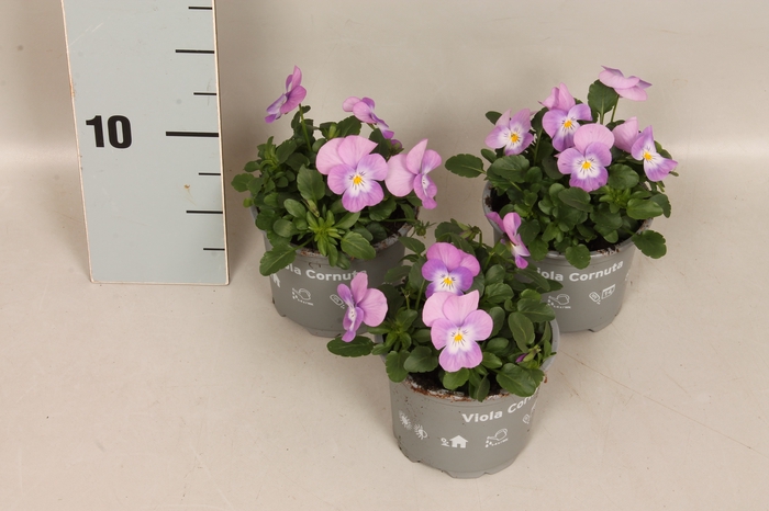 <h4>Viola cornuta F1 Pink Lavender</h4>