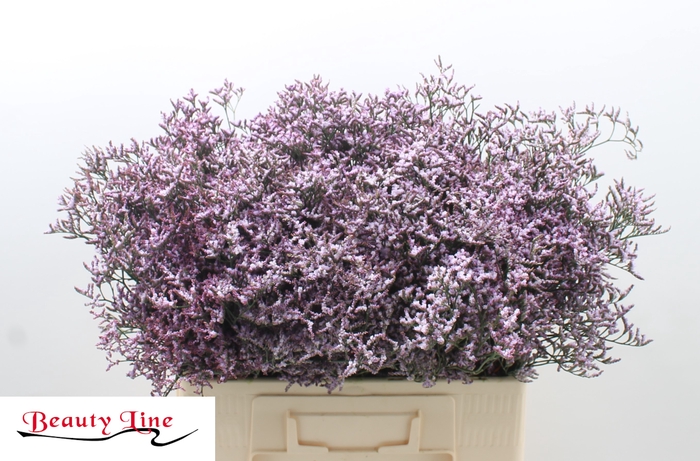 <h4>LIM SAF LILAC</h4>