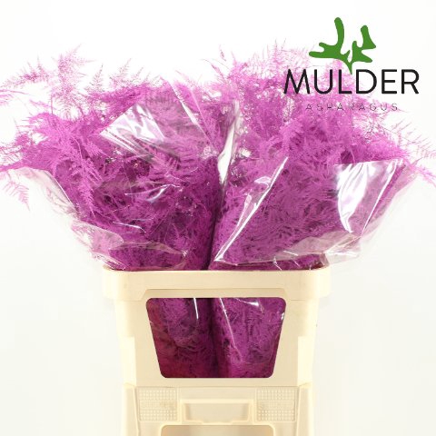 <h4>Leaf asparagus paint cerise</h4>