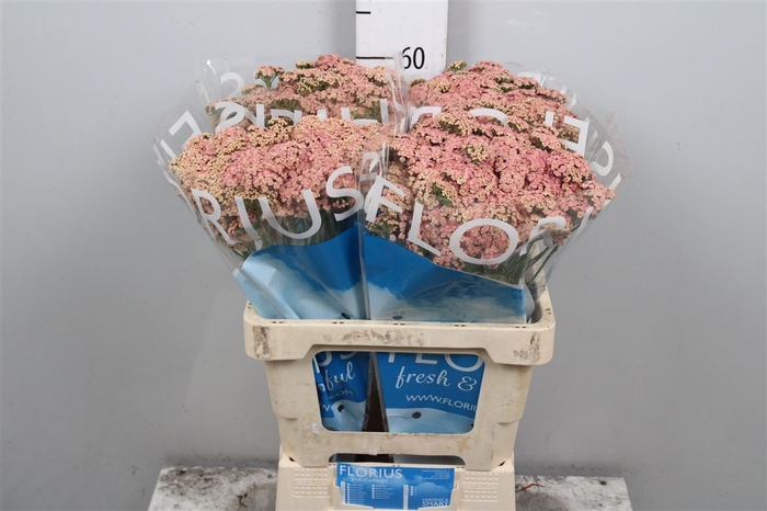 <h4>Achil M Brave Coral</h4>