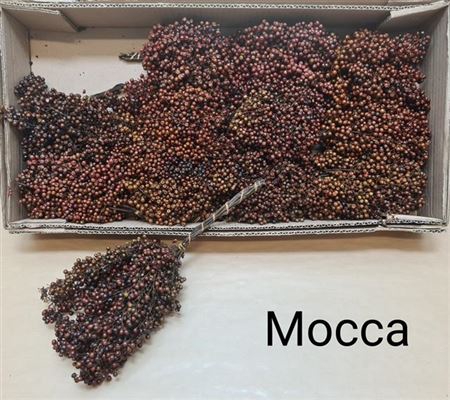 <h4>Schinus Mocca</h4>