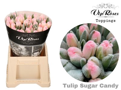 <h4>Tulipa si paint sugar candy antartica</h4>