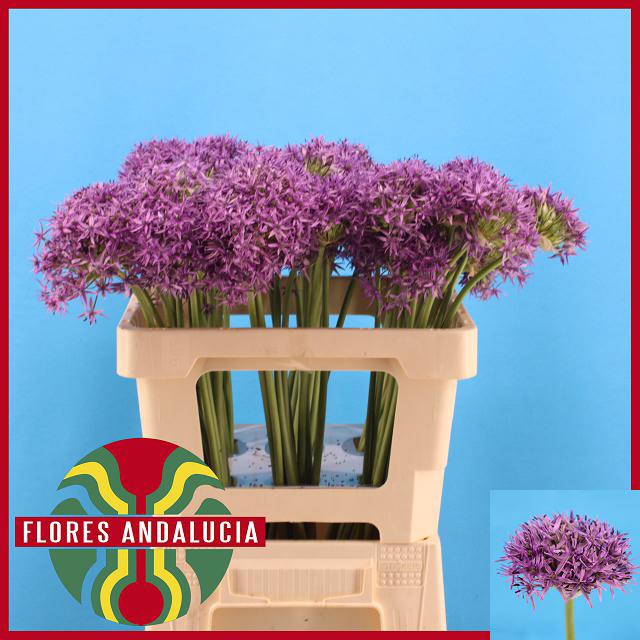 <h4>ALLIUM VIOLET BEAUTY</h4>