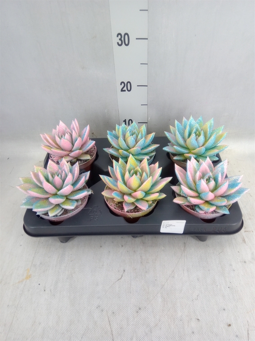 <h4>Echeveria  'Miranda'</h4>