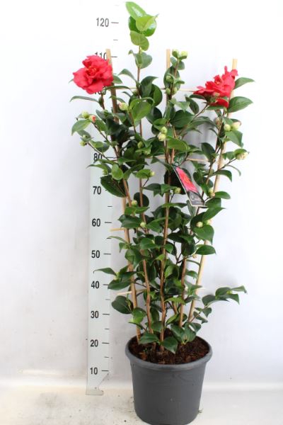 <h4>Camellia Japonica</h4>
