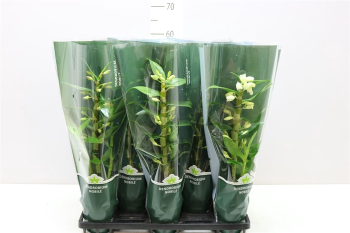 <h4>Dendrobium Nobile Mix 1 Stam 6+ Tros In Luxe Hoes</h4>