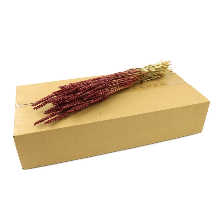 <h4>Dried flowers/box Wheat</h4>