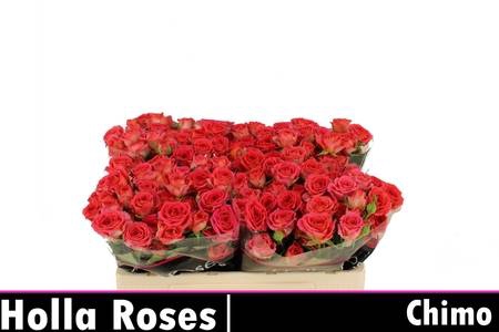 <h4>ROSA CHIMO (T)</h4>