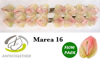 <h4>Anthurium marea</h4>
