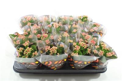 <h4>RODE MINI KALANCHOE</h4>