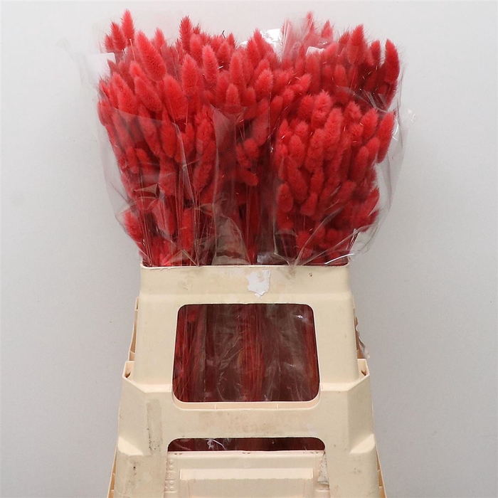 <h4>Dried Lagurus Bleached Red Bs</h4>